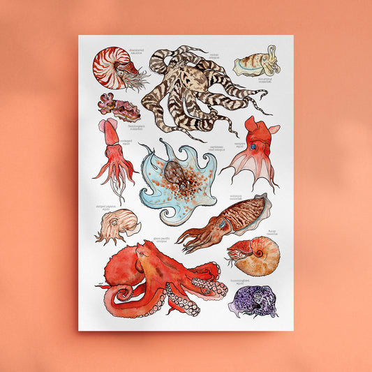 Cephalopods Print