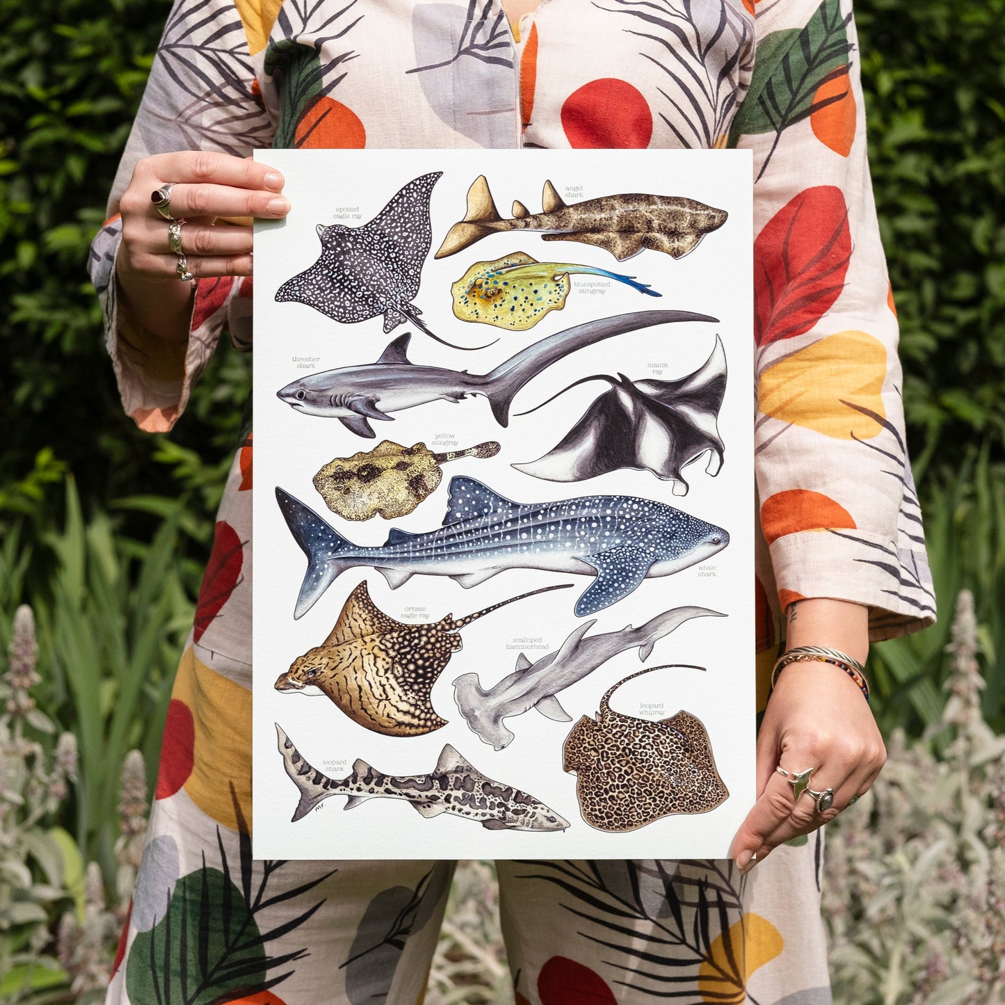 Sharks & Rays Print