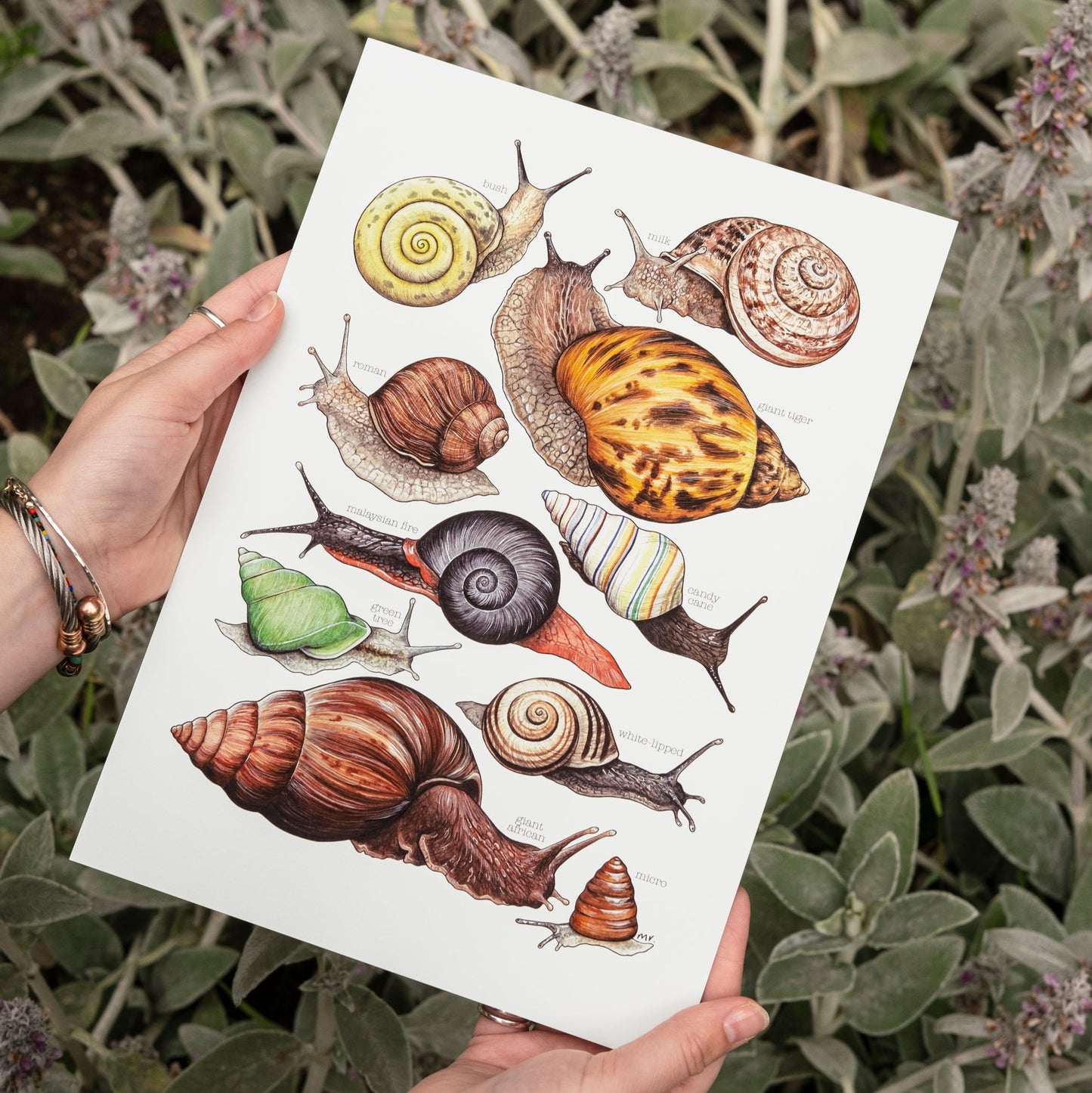 Land Snails Print