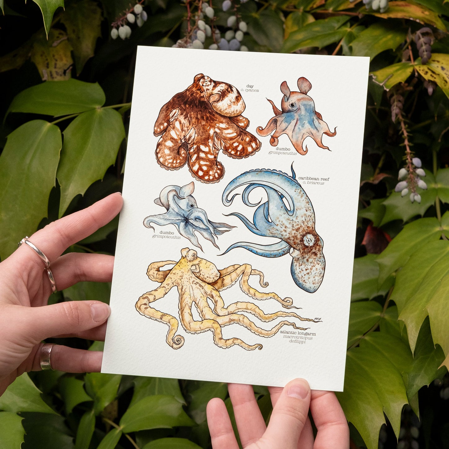 Octopus Species Print