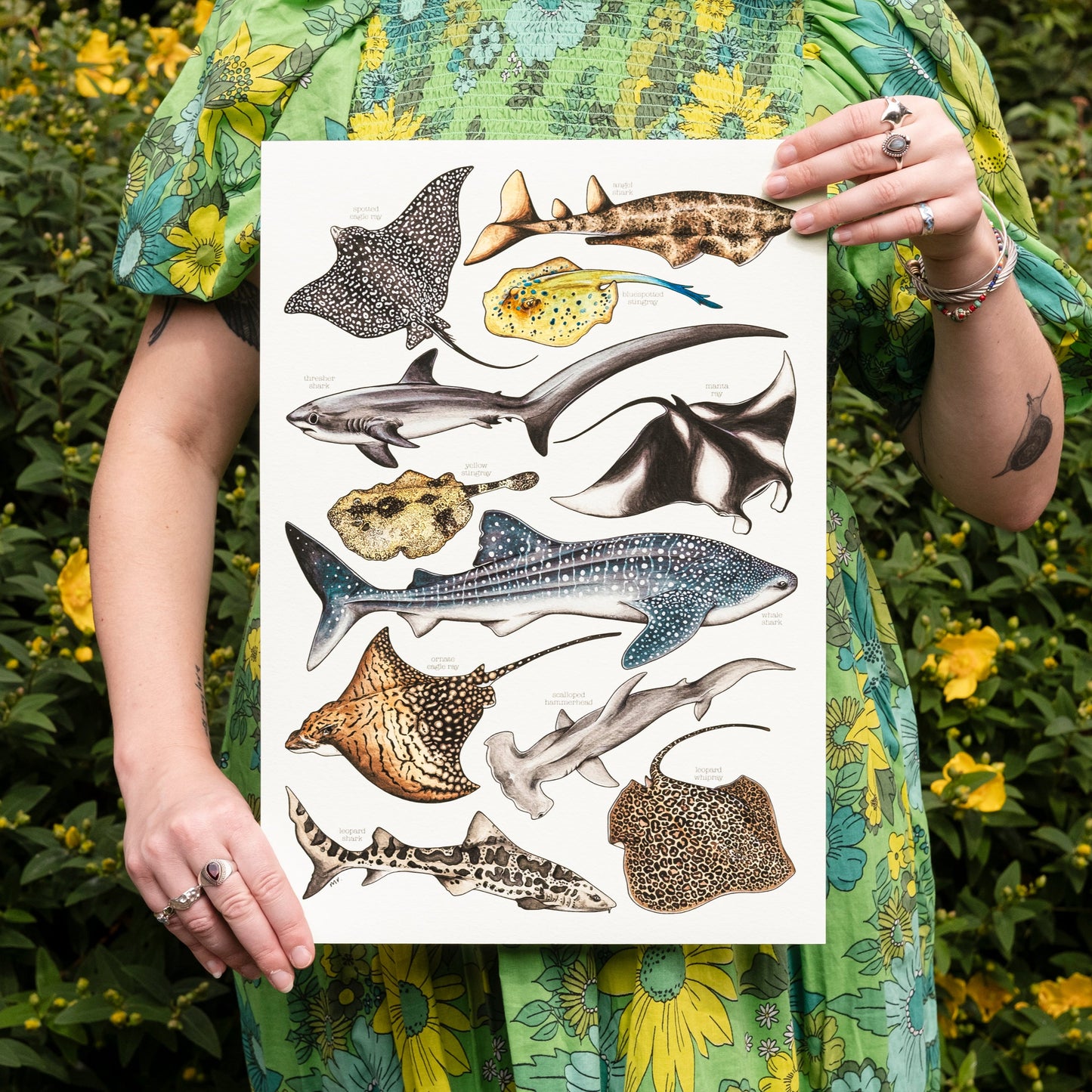 Sharks & Rays Print