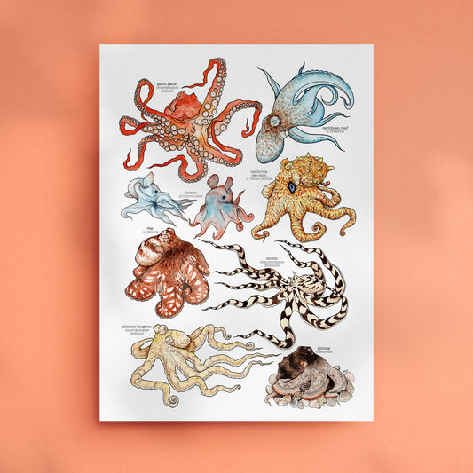 Octopus Species Print