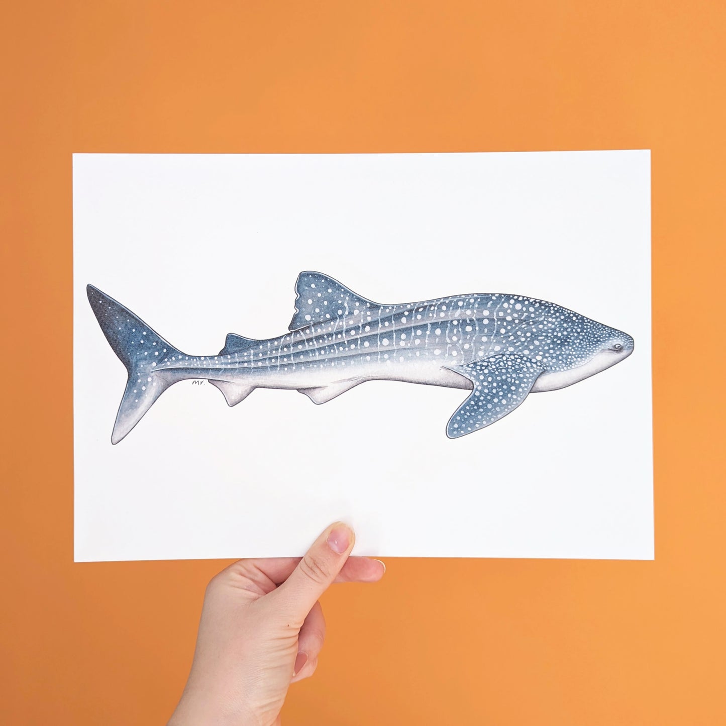 Whale Shark Print