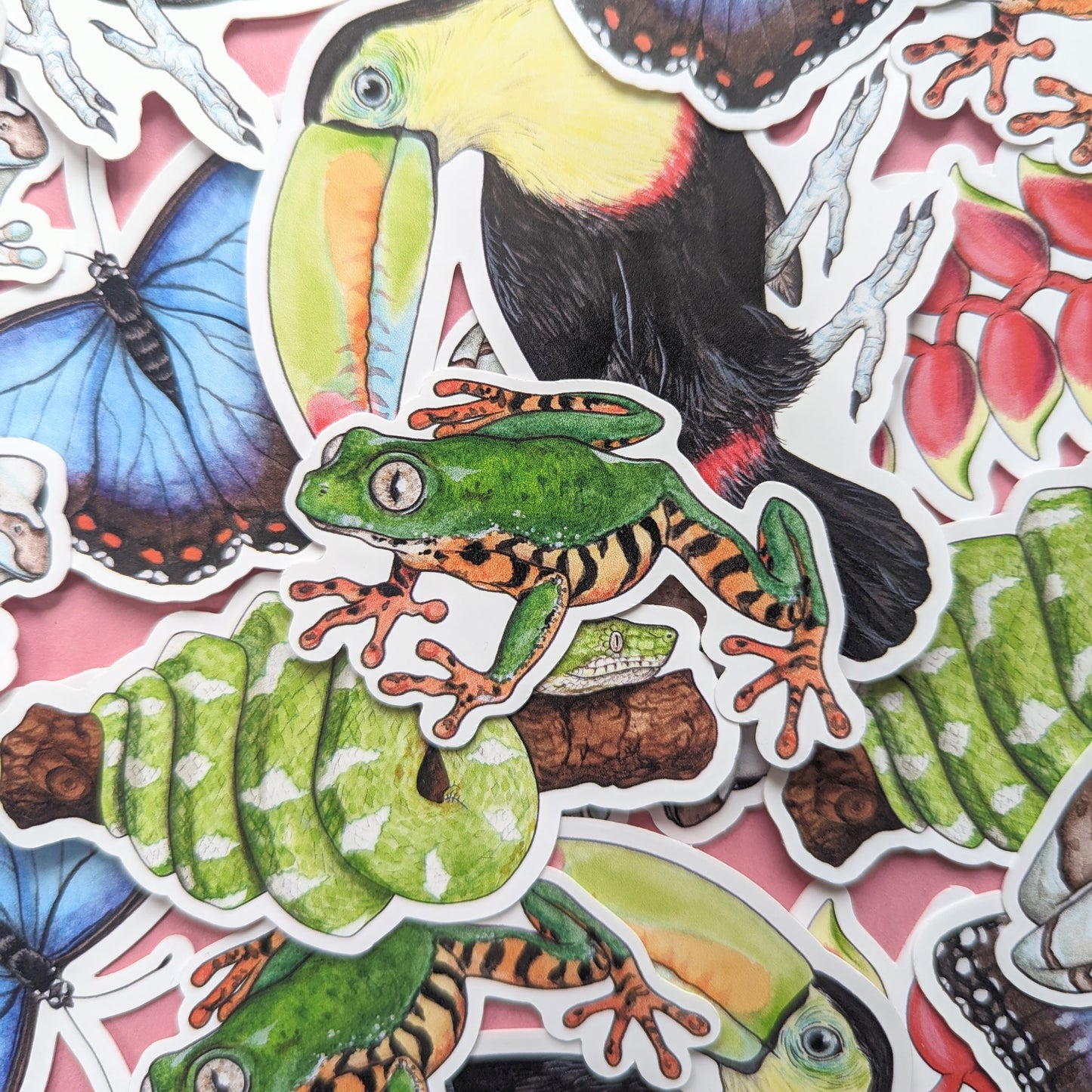 Amazon Rainforest Sticker Pack - Set of 6