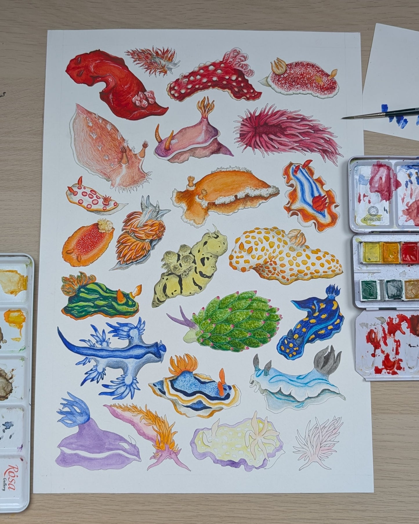 Rainbow Sea Slugs Print