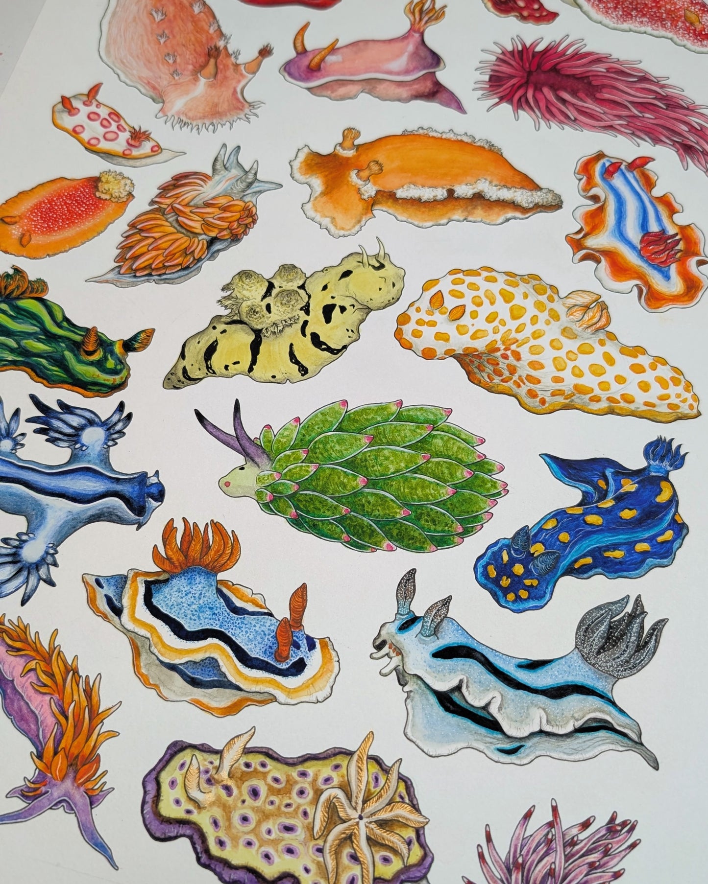 Rainbow Sea Slugs Print