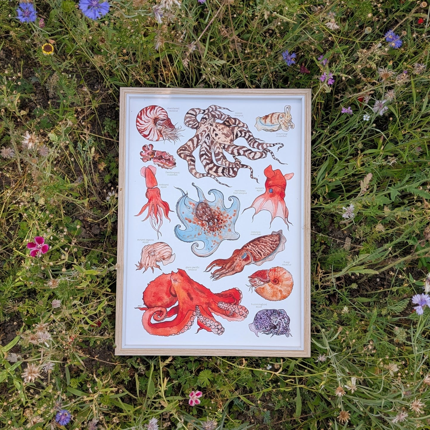 Cephalopods Print