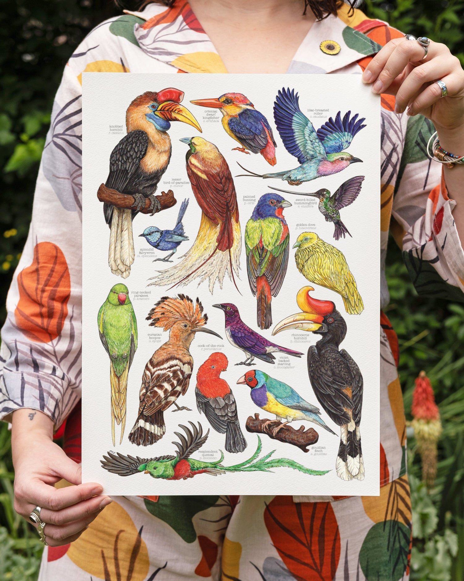 Brilliant Birds