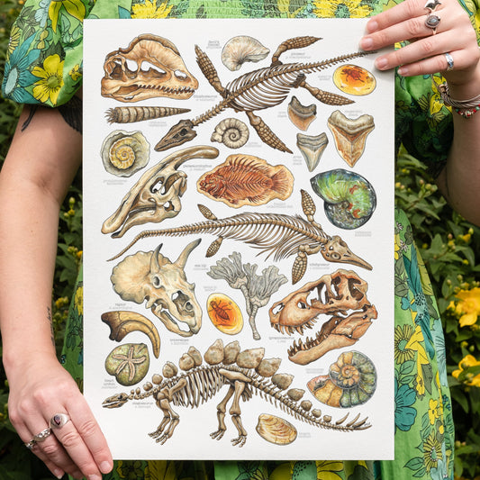 Ancient Fossils Print