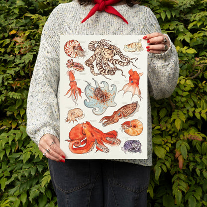 Cephalopods Print