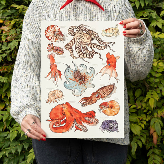 Cephalopods Print