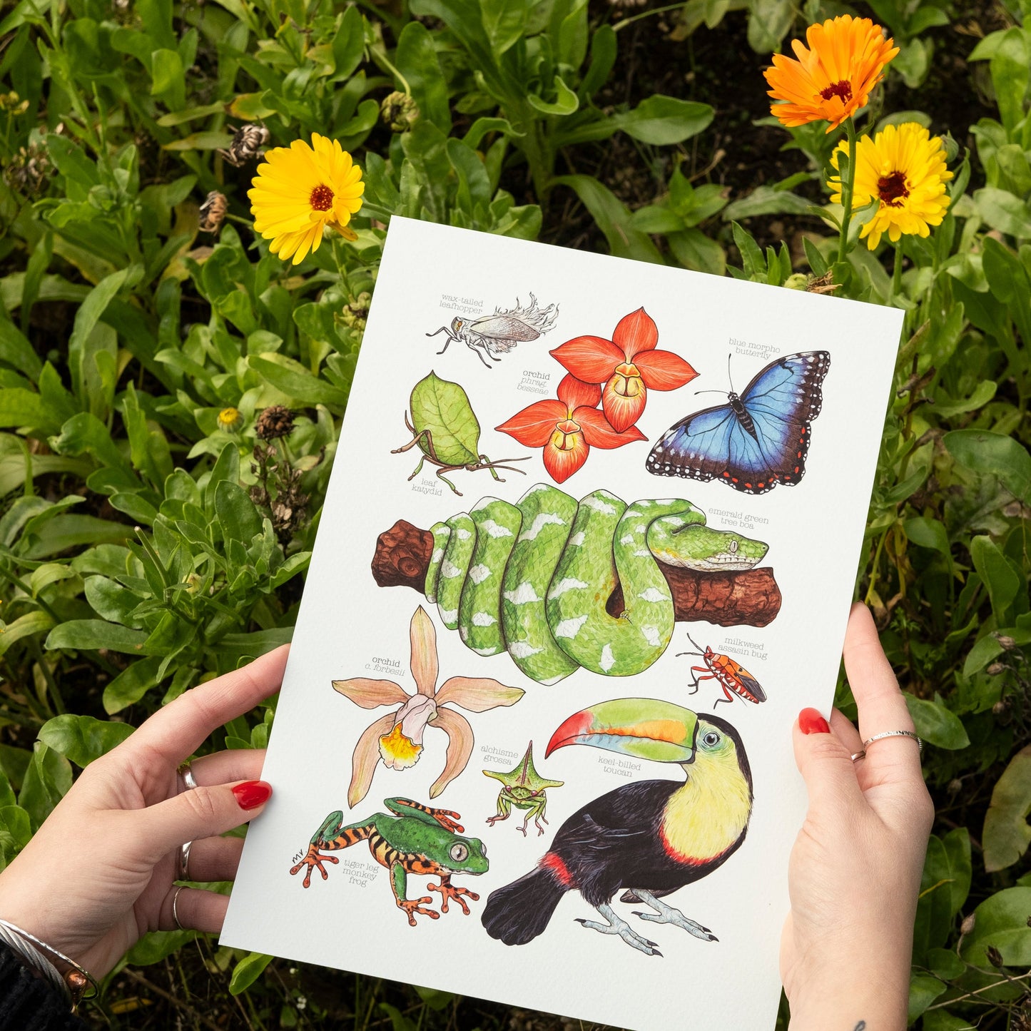 Amazon Rainforest Print