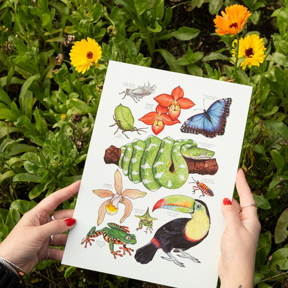 Amazon Rainforest Print