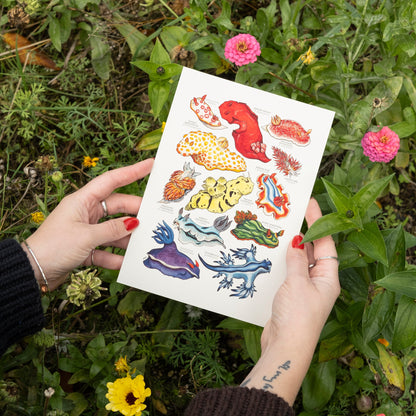 Rainbow Sea Slugs Print