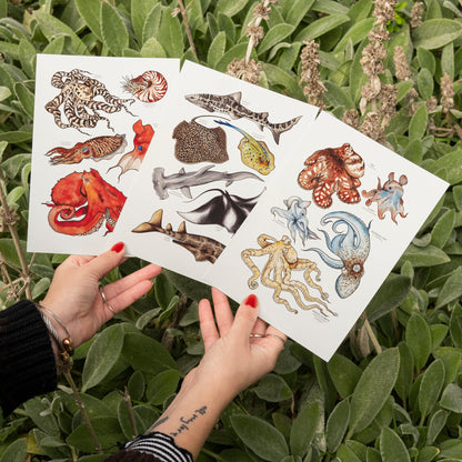Cephalopods Print