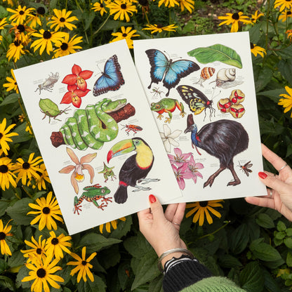 Amazon Rainforest Print