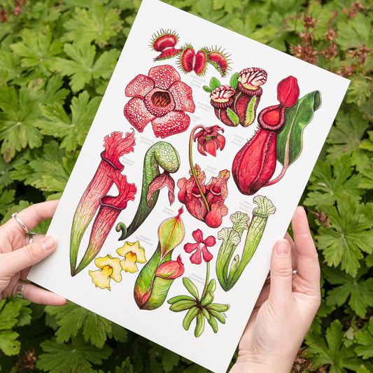 Carnivorous Plants Print