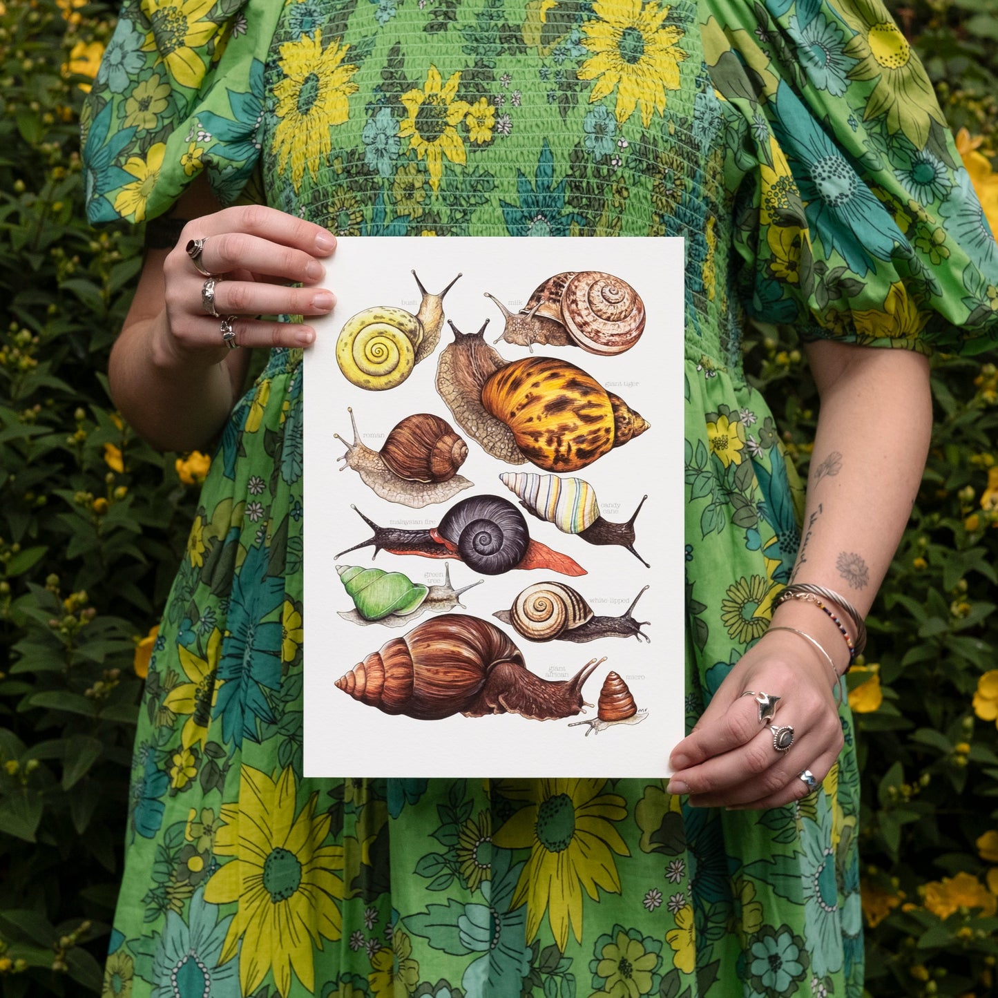 Land Snails Print