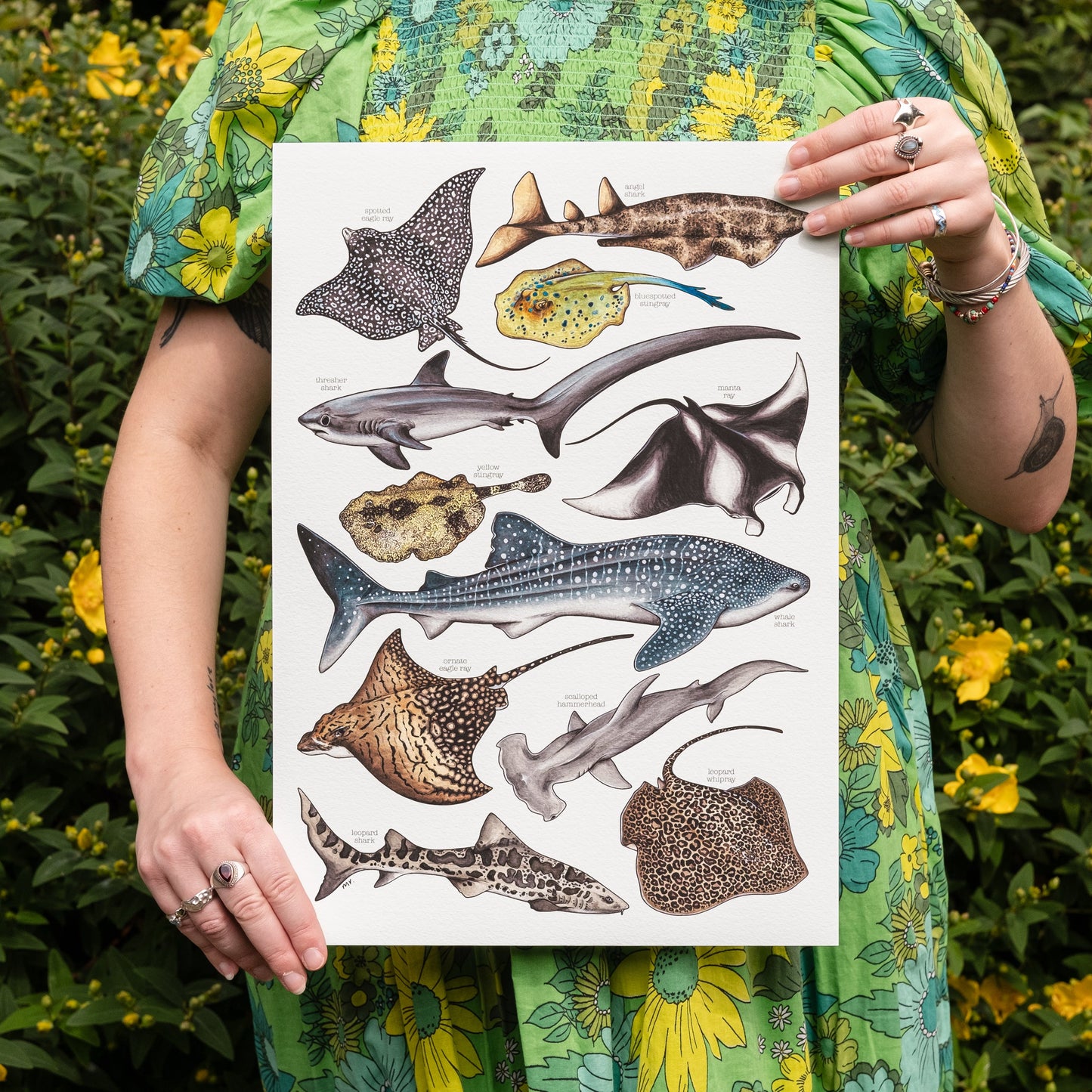 Sharks & Rays Print