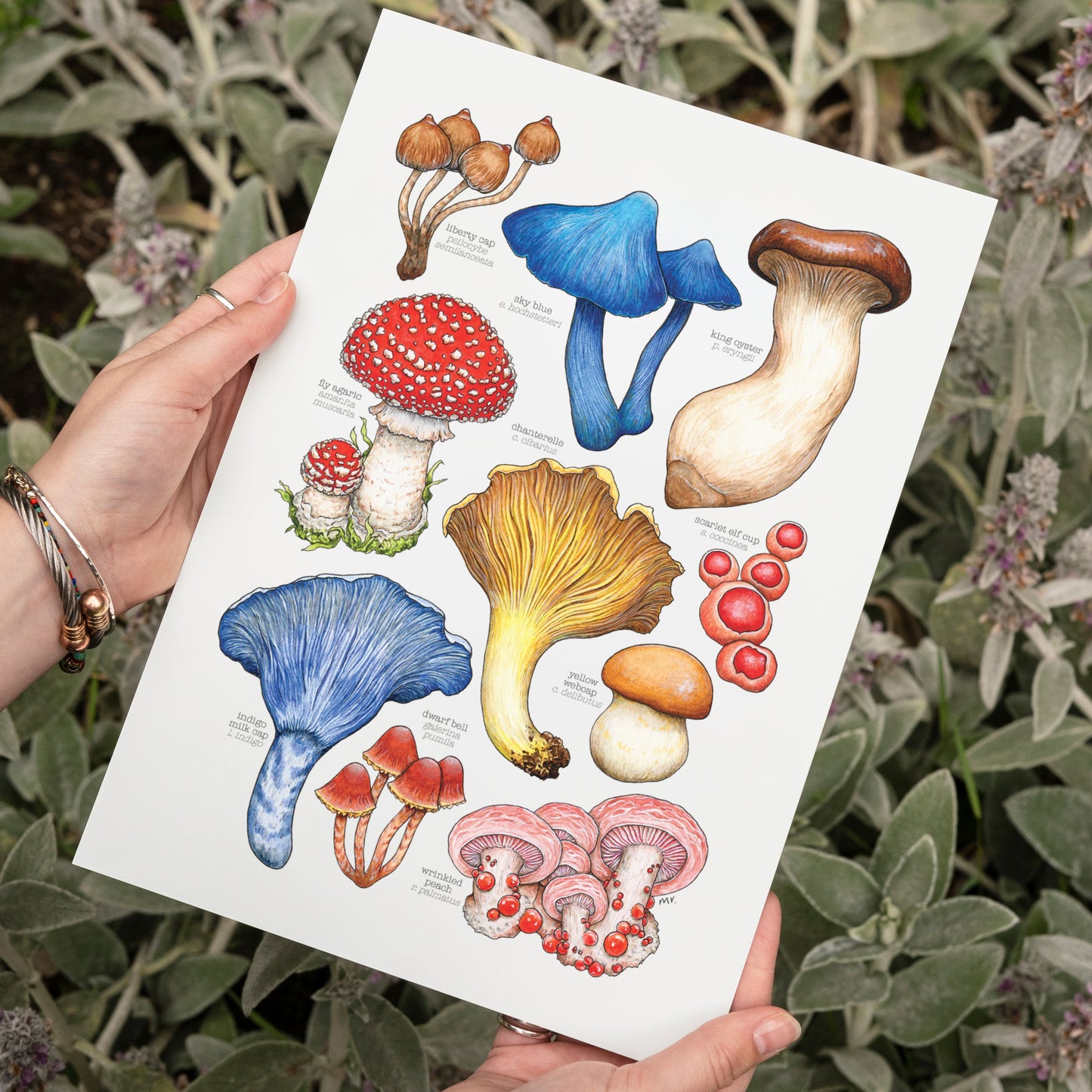 Mushrooms II Print