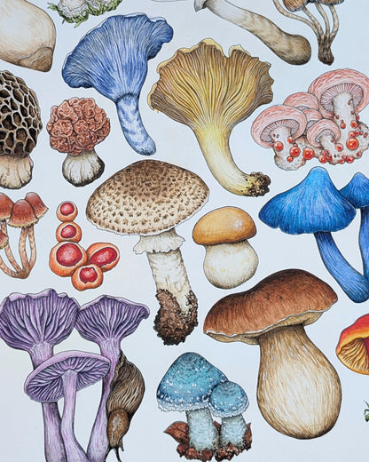 Mushrooms II Print