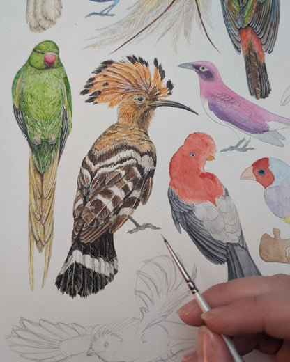 Brilliant Birds Print