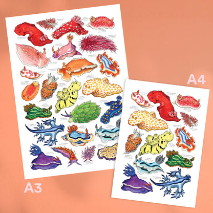 Rainbow Sea Slugs Print