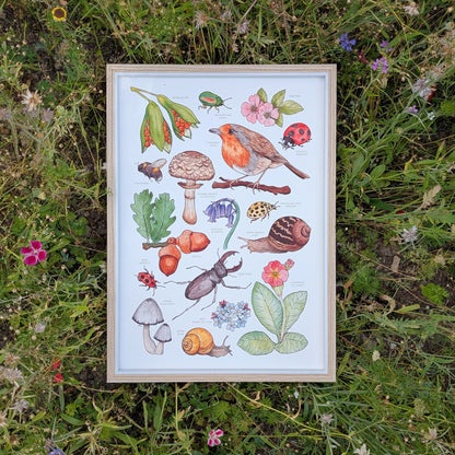 British Wildlife Print