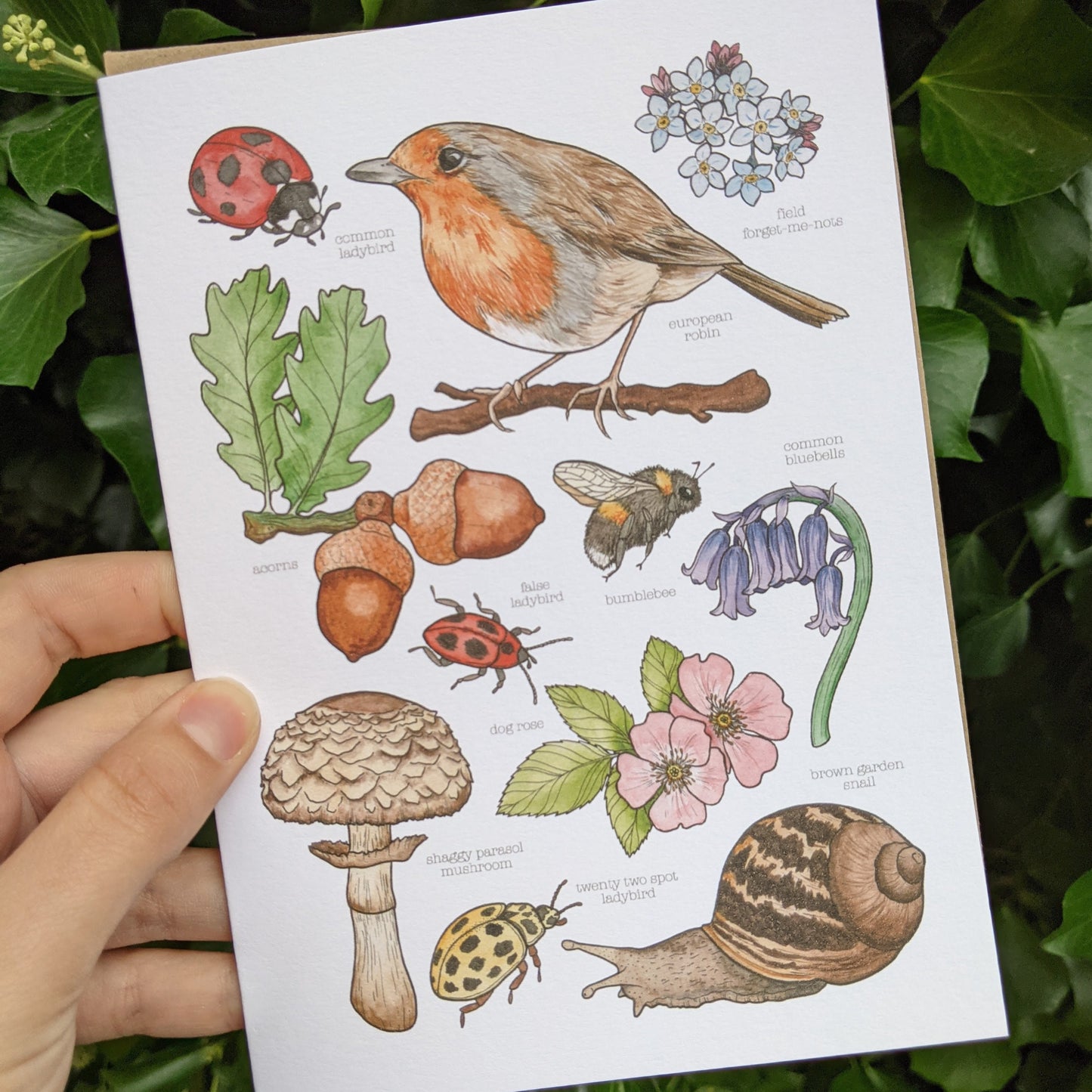 British Wildlife Card
