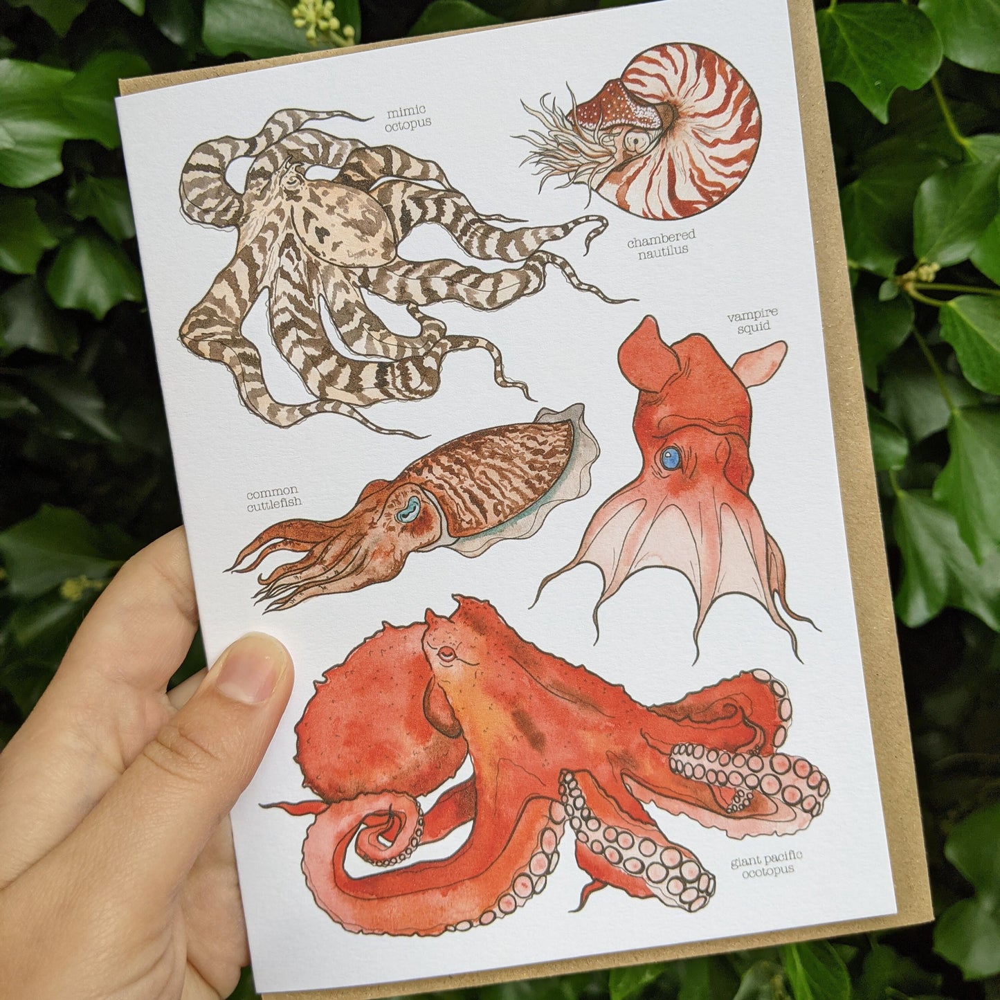 Cephalopods Card