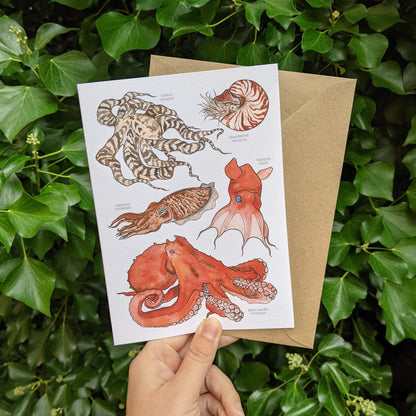 Cephalopods Card