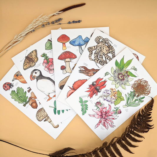 Nature Card Set - Any 5 Designs